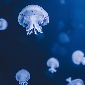クラゲ