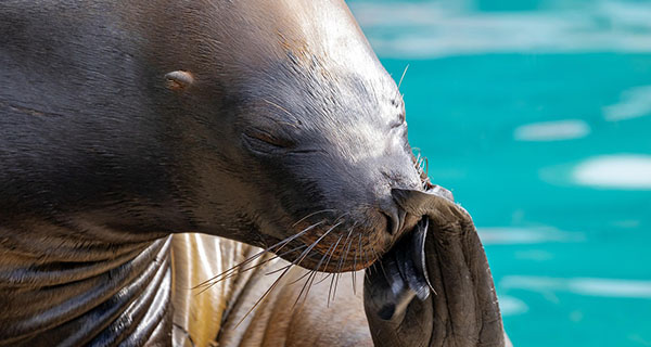 アシカのおさんぽ＆ハイタッチ