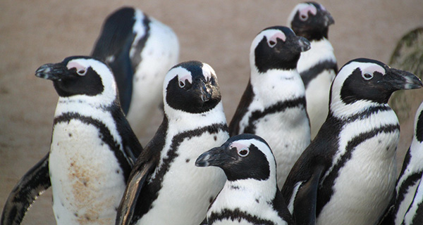 ペンギンショー