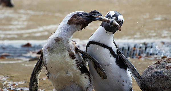 ペンギンごはん